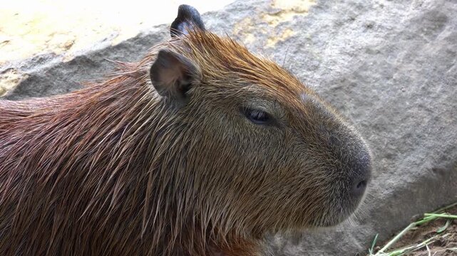 Close up head profile of cute wild capybara resting near rock in nature wildlife environment