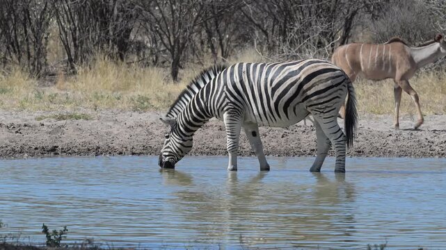 Zebra drinking and playing while standing in shallow Kalahari waterhole