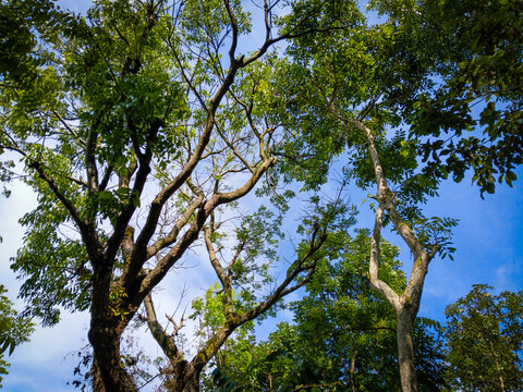 Looking up at lush green trees against clear blue sky.