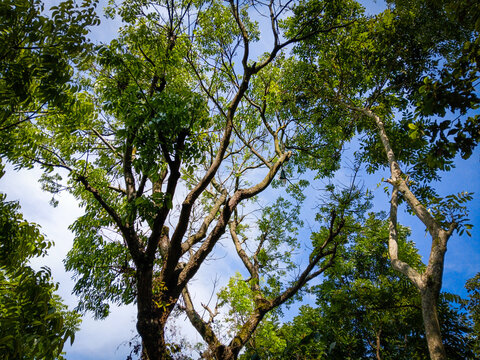 Looking up at lush green trees against clear blue sky.