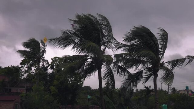 Coconut Palm Trees Swaying in Strong Stormy Wind Under Dark Cloudy Sky
