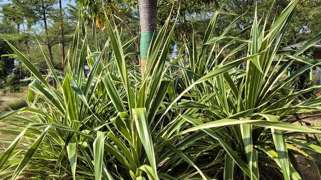 Large bush of variegated pandanus plants in a sunny garden with clear blue sky.