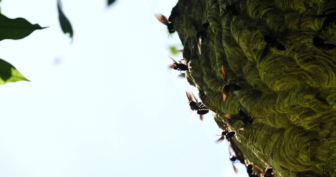Cicada Swarm on Tree Trunk: A dense cluster of cicadas clinging to a rough tree trunk, their wings a blur against the bright sky, signals the arrival of summer.
