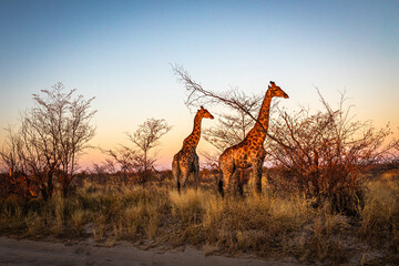 Giraffes at sunset, Nxai Pan National Park, Botswana © FaerOut