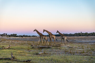 Giraffes at sunset walk along the Boteti River during the dry season © FaerOut