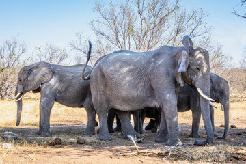 Elephants gather in the shade on a hot day in Chobe National Park, Botswana © FaerOut