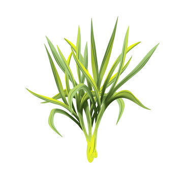 lemongrass vector art