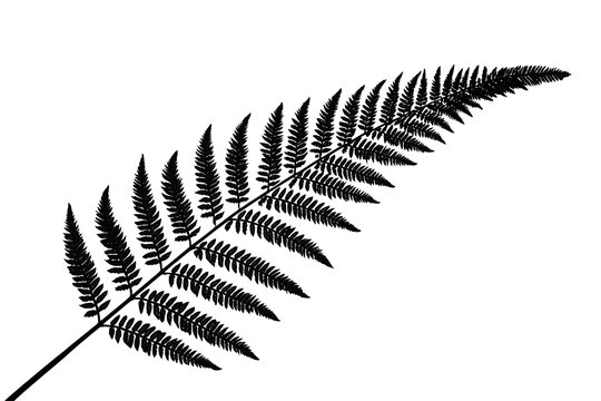 Detailed dark fern frond extending diagonally upward