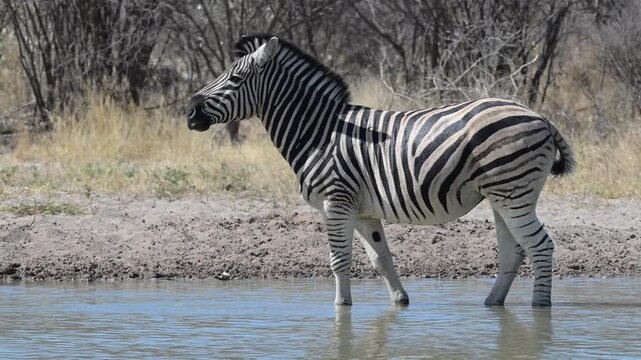 Zebra drinking and playing while standing in shallow Kalahari waterhole
