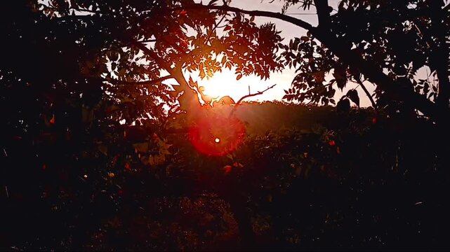 Golden Sunset Through Tree Leaves