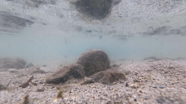 Underwater scene Sand goby polewig fish swimming on sand seabed in shallow ocean water on Coral Coast in Fiji, South Pacific