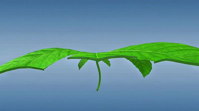 Scientific illustration of plant mesophyll tissue showing palisade and spongy layers inside a leaf.