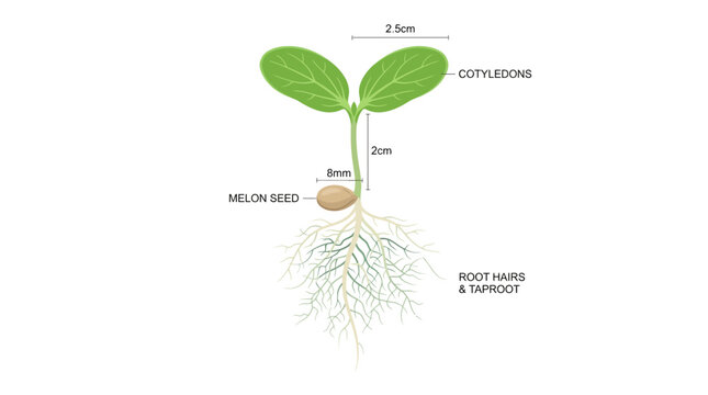 Melon Seedling Anatomy Infographic
