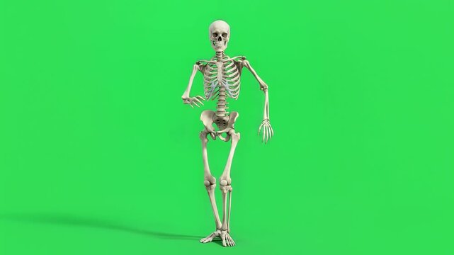 Skeleton dancing character performing funny moves on a green screen