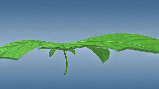 Scientific illustration of plant dermal tissue showing epidermis, cuticle, stomata, and protective cells.