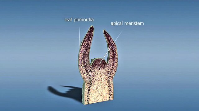 Scientific illustration of a plant shoot tip showing apical meristem, dividing cells, and leaf primordia.