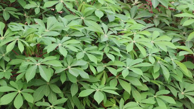Cassava plant growing naturally in tropical agricultural field environment