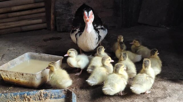 Mother Duck Guarding Flock of Ducklings
