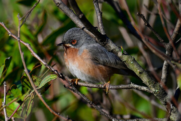 Fototapeta premium Iberien-Bartgrasmücke - Männchen // Western subalpine warbler - male (Curruca iberiae) - Doñana Nationalpark, Spanien