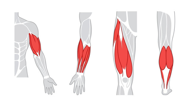 Collection of medical anatomy diagrams showing human limb muscles highlighted in red, including the biceps, forearm flexors, quadriceps of the leg, and gastrocnemius calf muscle groups.