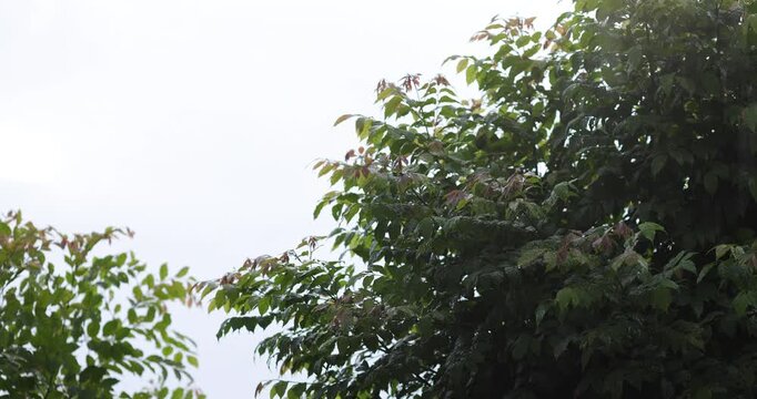 windy and rain on tree forest weather in city village nature background