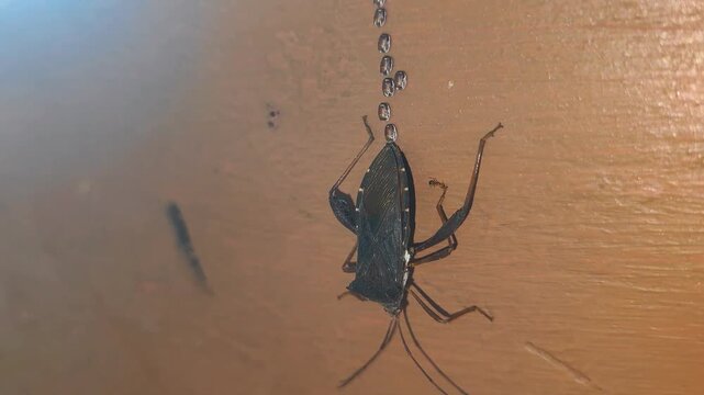 Macro Shot of Shield Bug Laying Eggs