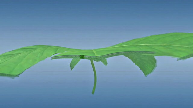 Detailed plant mesophyll tissue showing palisade cells, spongy cells, chloroplasts, and air spaces.