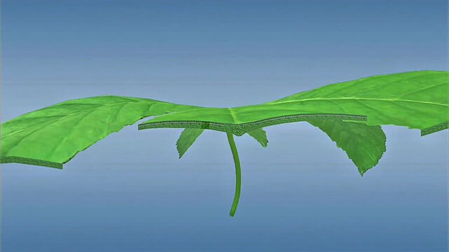 Scientific illustration of plant vascular tissue showing xylem, phloem, and transport pathways.