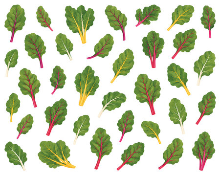 Swiss Chard Illustration Pattern