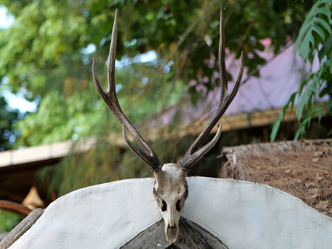 A close-up view of a real deer skull with long antlers mounted against a lush green background, perfect for hunting trophy, rustic decor, and wildlife concepts.