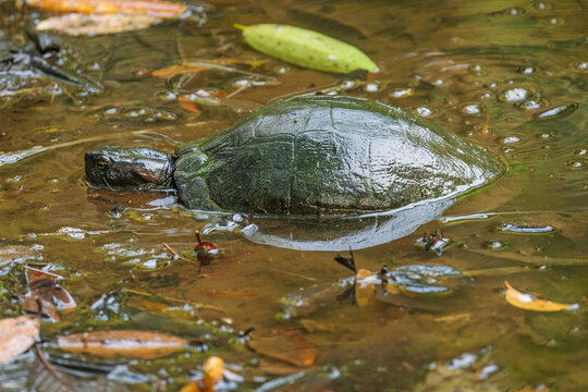 Hybrid turtle swimming in shallow water at Sungei Buloh Wetland Reserve Singapore