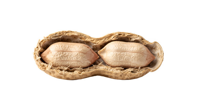 Raw peanut in open shell on white background, organic groundnut seeds in textured husk, healthy vegan snack ingredient