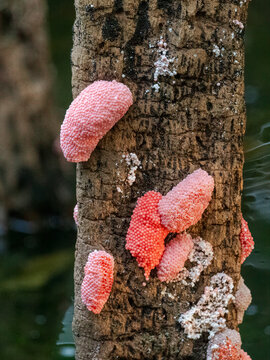Golden apple snail eggs clustered on tree trunk above water surface