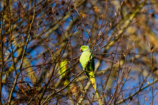 Green parrot perches amid bare winter branches. Bright sunlight highlights its vivid plumage. Bird gazes calmly, unaware of photographers nearby. Perfect for nature, wildlife