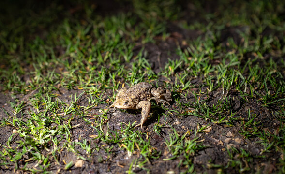 Small toad rests on damp grass and soil. Natural light highlights rough, bumpy skin. Garden or wild setting. Toad appears still and alert. Ideal for nature, wildlife, or ecological themes