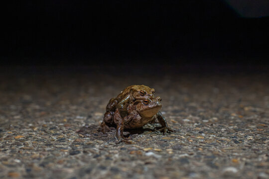 Tiny brown frog rests on gravel. Dark background makes creature stand out. Frog appears alert, slightly raised. Ideal for nature, wildlife, or environmental themes. Species: small amphibian