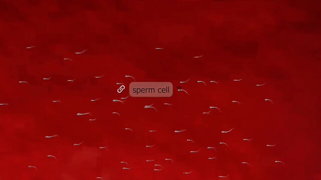 Medical illustration of human fertilisation showing sperm penetration, gamete fusion, and zygote formation.