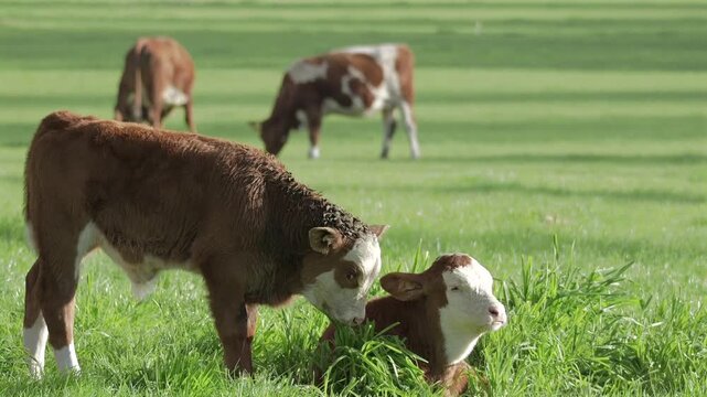 Close Up of cattle grazing peacefully in a lush green pasture on a sunny day with calves in the foreground