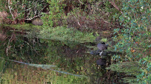 A dark-feathered coot bird with white markings on its face stands preening on the muddy bank of a tranquil pond surrounded by dense green foliage and reflections