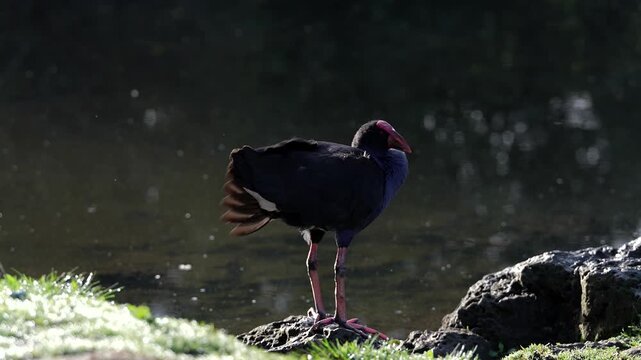 A vibrant pukeko bird meticulously grooms its dark plumage near the edge of a calm body of water, with dew-kissed grass in the foreground