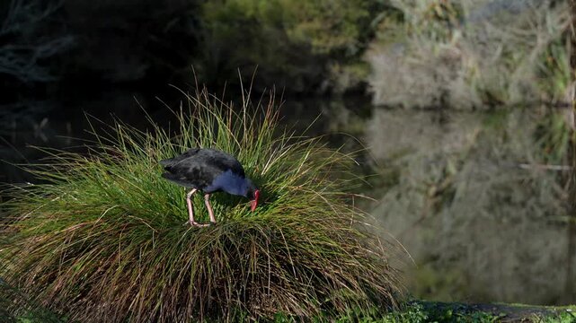 A Pukeko bird with vibrant blue plumage and red beak searches for food amongst tall grasses by a tranquil lake 