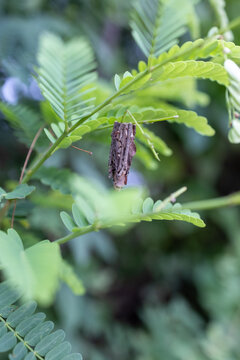 Close-Up of a Bagworm Case Hanging on a Plant Branch