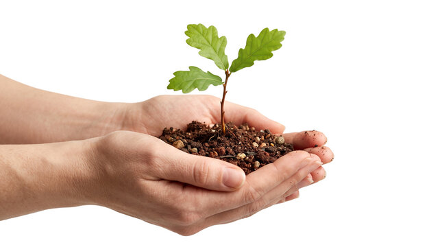 Young oak sapling held in cupped hands with fertile soil, green tree sprout for environmental conservation, growth and sustainability concept isolated PNG with Transparent Background