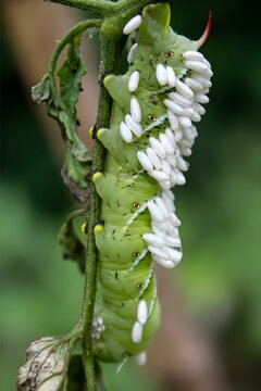 Green Caterpillar Covered with White Parasitoid Wasp Cocoons on a Plant Stem