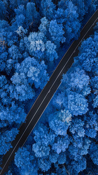 A sharply bending road crosses an immense electric-blue forest, creating a bold top-down composition with intense cobalt and blue foliage.