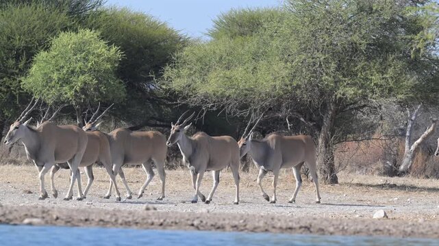 Herd of common eland coming in to drink at Kalahari waterhole