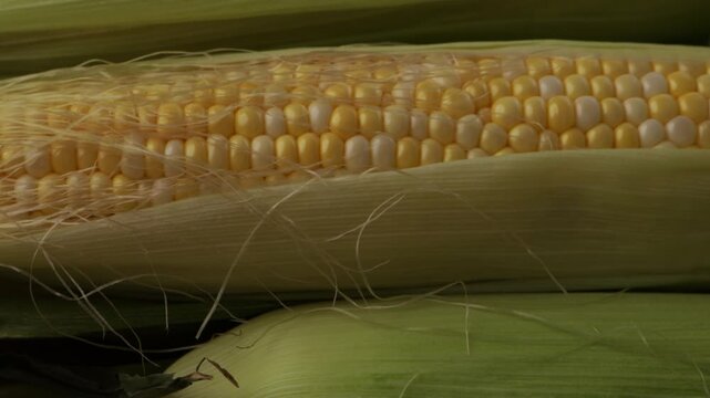 rotation of fresh corn cob in husk background harvest concept food 