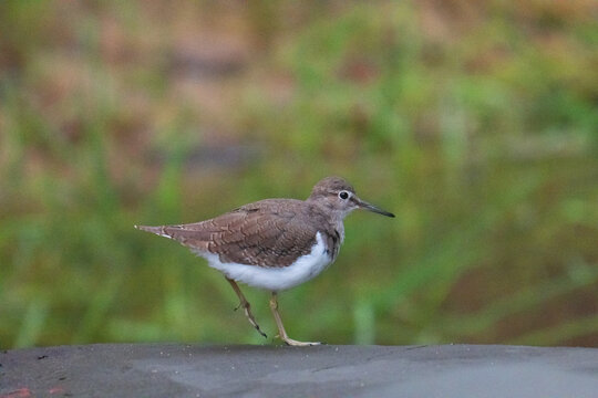 Common Sandpiper, on Gaya Island, Borneo.