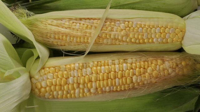 top view of two fresh corn cobs zoom harvest concept food