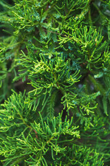 Close up photos of short, green, fresh, wide spread shrub Chinese Juniper at local public spaces © Anastasia